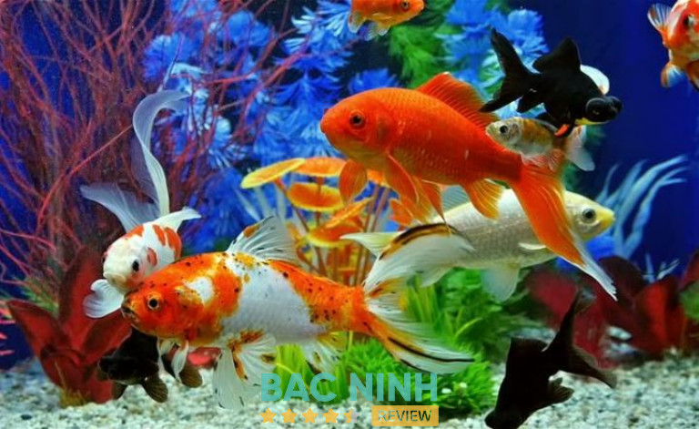 Cửa Hàng Cá Cảnh Bể Thủy Sinh Nhã Đan Nếnh