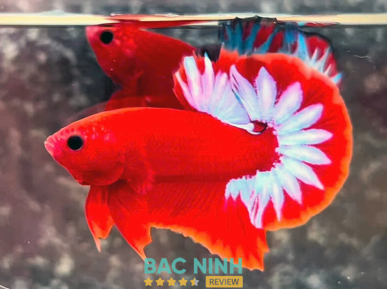 Cửa Hàng Cá Cảnh Phố Kỳ Anh Đồi Ngô Lục Nam Bắc Giang